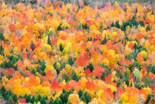A Collage of Color below Almanac Mountain