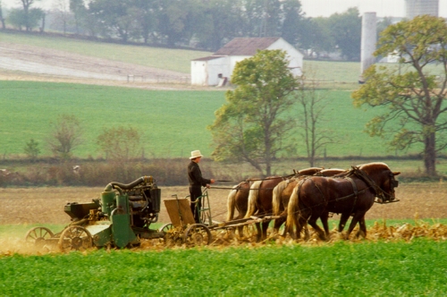 matched team of four horses