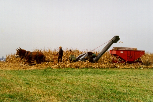 Amish Harvesting Corn