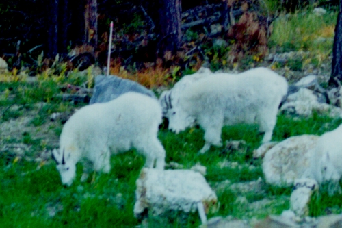 Mountain Goats near Mount Rushmore
