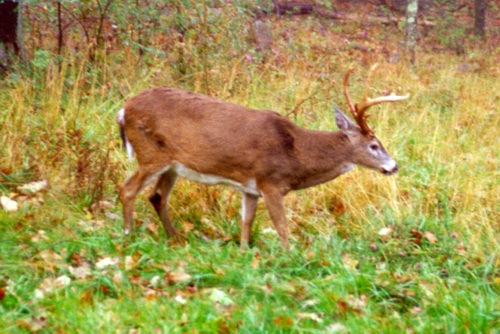 Head of the Herd