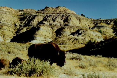 Wild Buffalo in the Theodore Roosevelt National Park