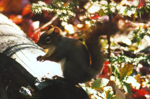 chipmunk keeping a wary eye on us