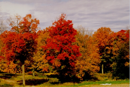 Fall Foliage in Canada