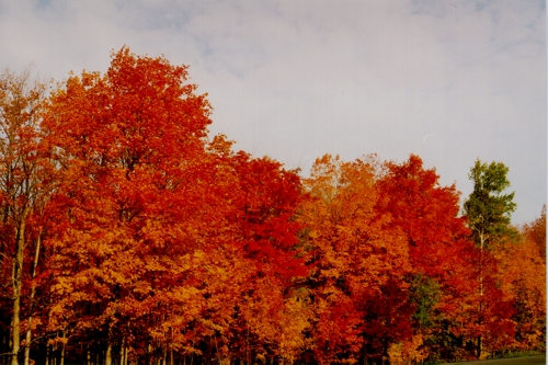 Fall Foliage in Wisconsin