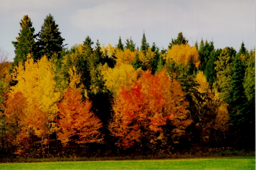 Fall Foliage in Minnesota