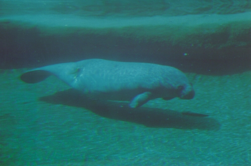 Manatee with a Propeller Scar