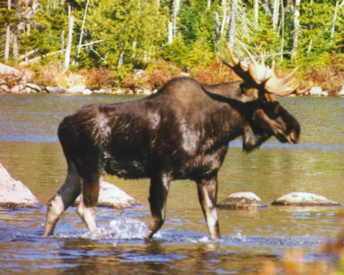 A Bull Moose on the Prowl
