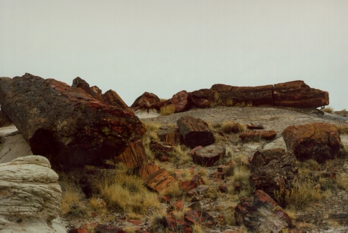 The Petrified Forest National Park