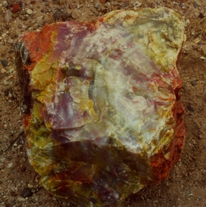 Petrified tree rings