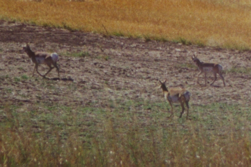 Pronghorn Antelope