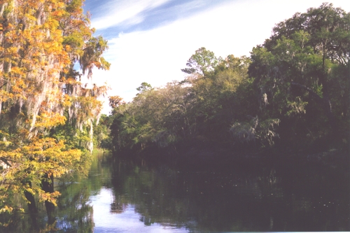 The moss draped Suwannee River